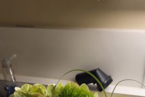 close up of flowers in a vase