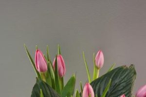 vase with tulips