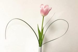 A single tulip in a vase