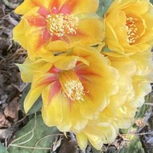 Yellow flowers