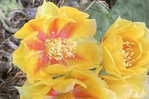 Yellow flowers